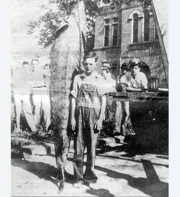 Record photograph for Acipenser oxyrinchus